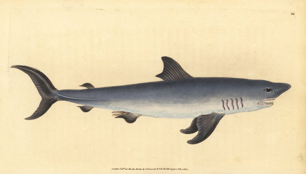 Sjöhök, Lamna nasus. Sårbar. (Hajhaj, Squalus cornubicus). Handkolorerat kopparstick tecknat och graverat av Edward Donovan från hans Natural History of British Fishes, Donovan and F.C. and J. Rivington, London. av Edward Donovan