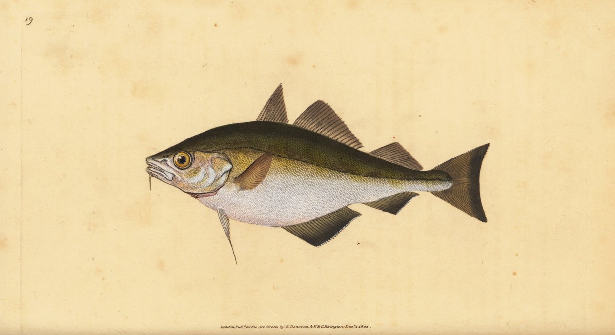 Vitlytning, Trisopterus luscus (haklapp, Gadus luscus). Handfärgad kopparplåt ritad och graverad av Edward Donovan från hans Natural History of British Fishes, Donovan och F.C. och J. Rivington, London av Edward Donovan