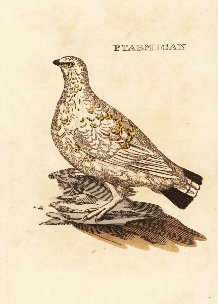 Ripa eller vitvilt, Lagopus lagopus av Edward Donovan