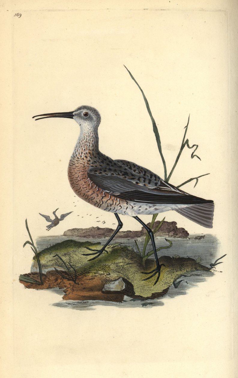 Pygmé eller liten locktopp, Numenius minutus. Handfärgad kopparplåt ritad och graverad av Edward Donovan från hans egen "Natural History of British Birds", London av Edward Donovan