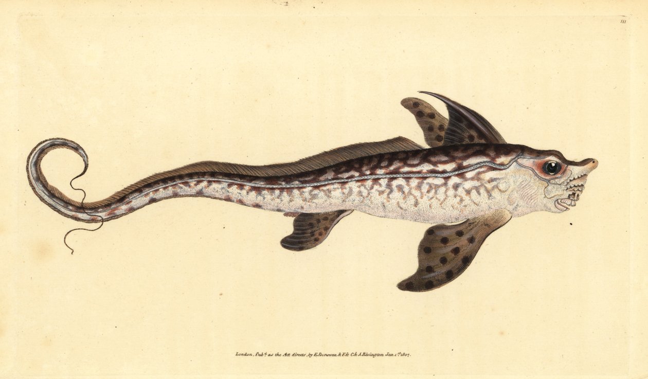 Kaninfisk eller havsmonster, Chimaera monstrosa. Nära hotad. Handfärgad kopparplåt ritad och graverad av Edward Donovan från hans Natural History of British Fishes, Donovan och F.C. och J. Rivington, London av Edward Donovan