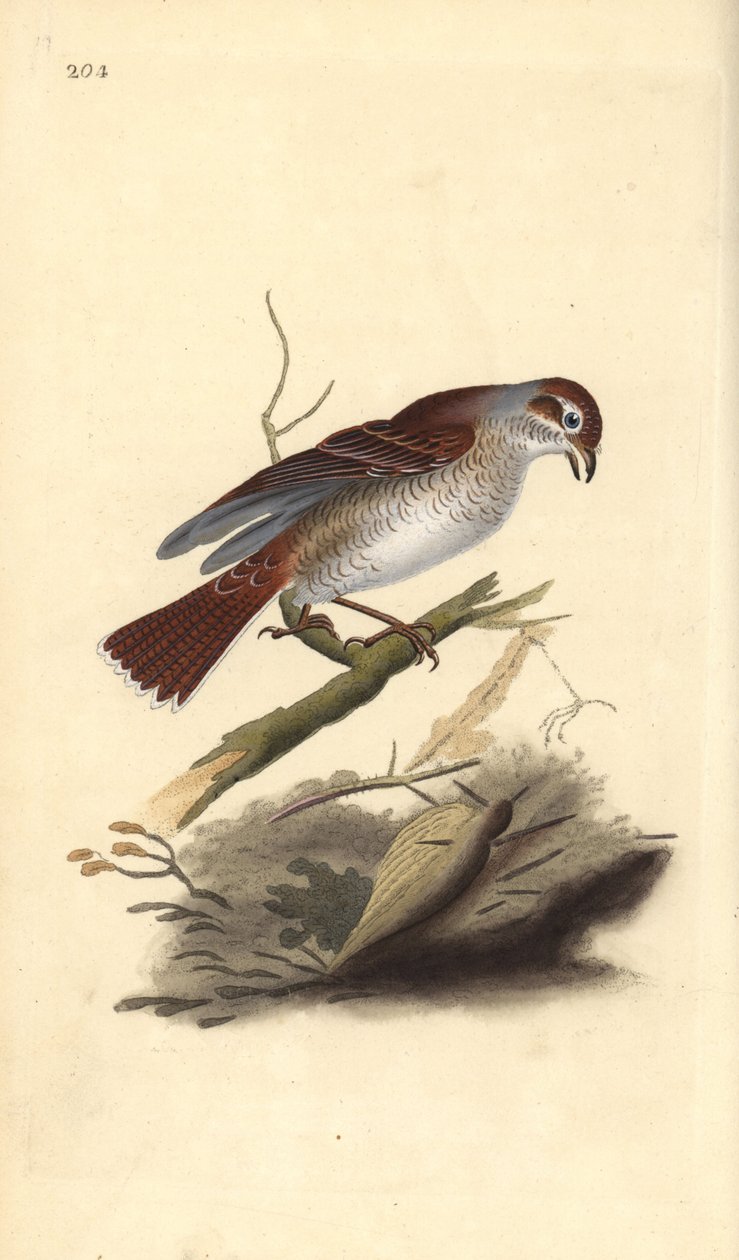 Rödryggad torna (hona), Lanius collurio. Handfärgad kopparplåt ritad och graverad av Edward Donovan från hans egen "Natural History of British Birds", London av Edward Donovan