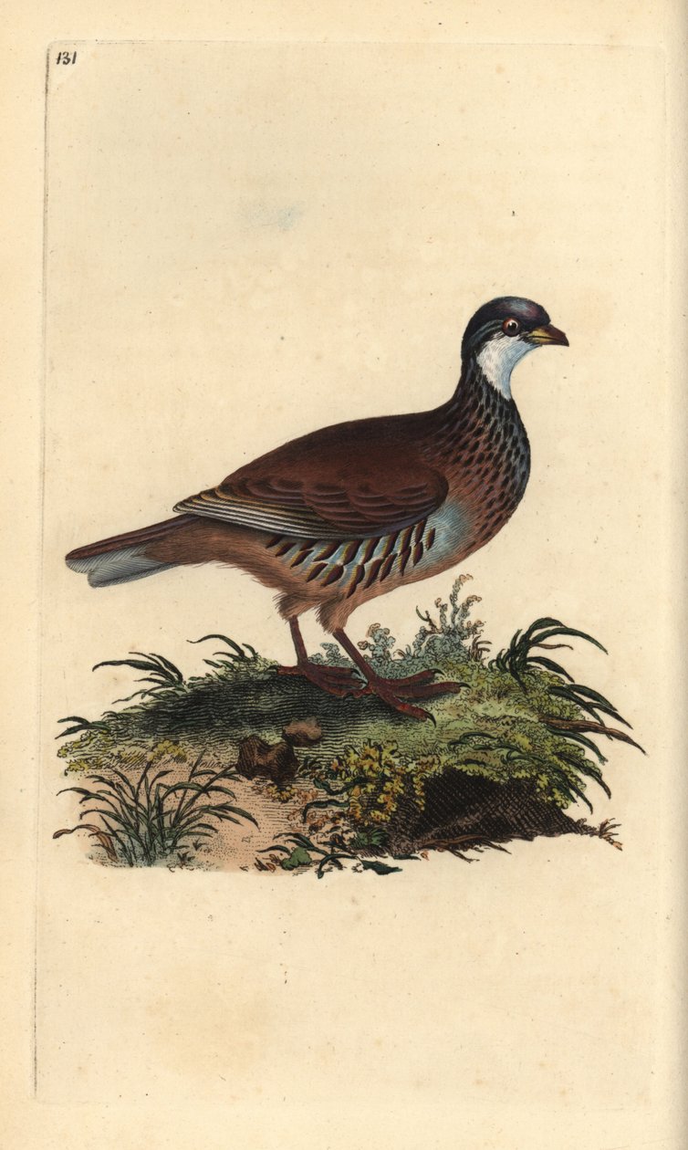 Rödbent rapphöna, Alectoris rufa. Handfärgad kopparplåt ritad och graverad av Edward Donovan från hans egen "Natural History of British Birds" (1794-1819). Edward Donovan (1768-1837) var en anglo-irländsk amatörzoolog, författare, konstnär och gravör. H av Edward Donovan