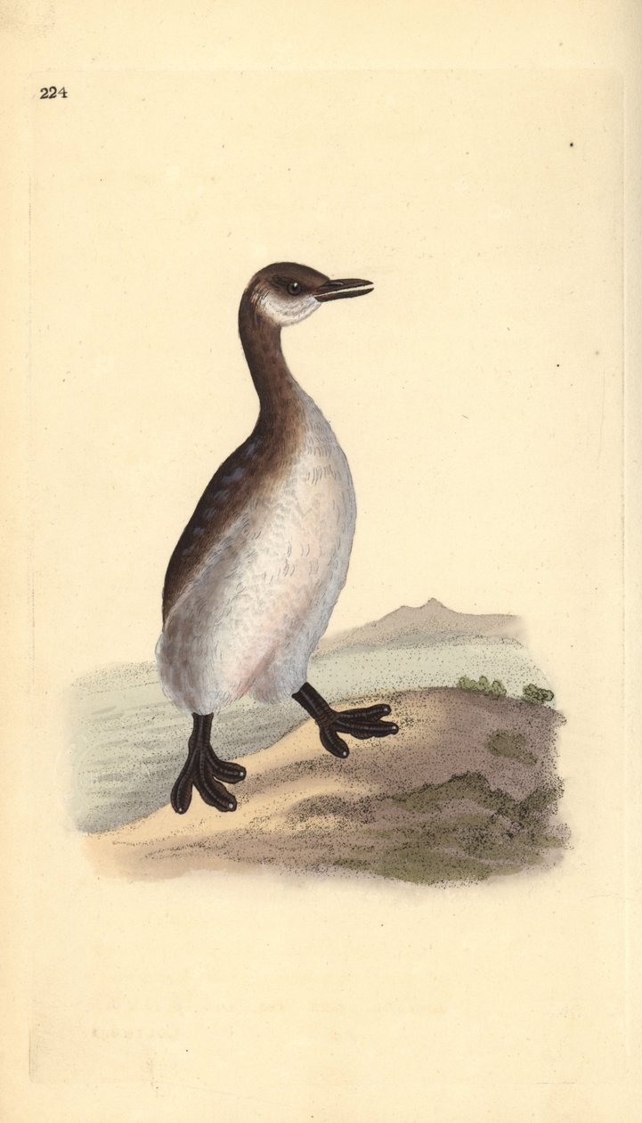 Rödhalsad dopping (hona), Podiceps grisegena. Handfärgad kopparplåt ritad och graverad av Edward Donovan från hans egen "Natural History of British Birds", London av Edward Donovan
