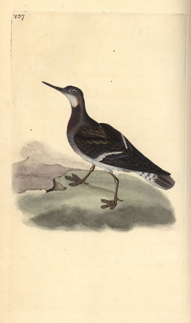 Rödhalsad phalarope, Phalaropus lobatus. Handfärgad kopparplåt ritad och graverad av Edward Donovan från hans egen "Natural History of British Birds", London av Edward Donovan