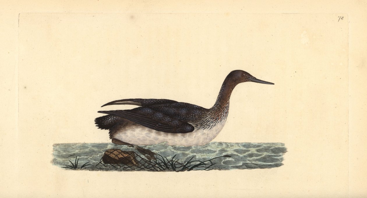 Rödstrupig lomma eller dykare, Gavia stellata. Handfärgad kopparplåt ritad och graverad av Edward Donovan från hans egen "Natural History of British Birds", London av Edward Donovan