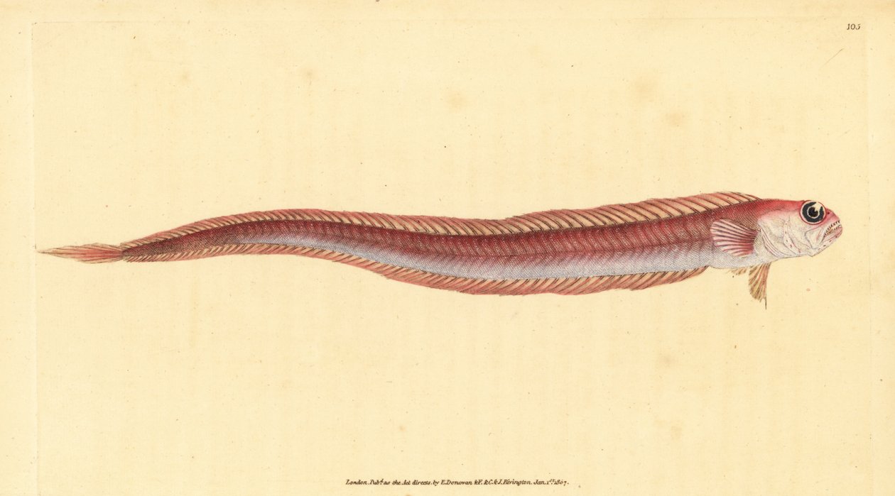 Röd bandfisk, Cepola macrophthalma (Rubescent band-fish, Cepola rubescens). Handfärgad kopparplåt ritad och graverad av Edward Donovan från hans Natural History of British Fishes, Donovan och F.C. och J. Rivington, London av Edward Donovan
