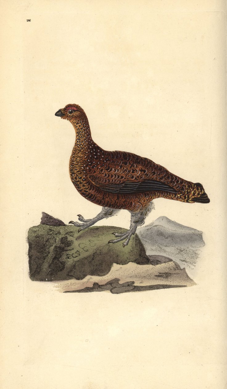 Orre (hona), Lagopus scotica. Handfärgad kopparplåt ritad och graverad av Edward Donovan från hans egen "Natural History of British Birds", London av Edward Donovan