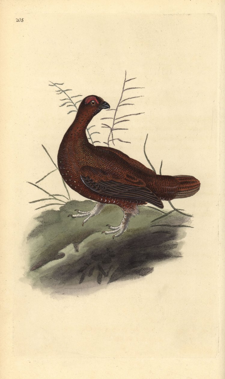 Orre, Lagopus lagopus scotica. Handfärgad kopparplåt ritad och graverad av Edward Donovan från hans egen "Natural History of British Birds", London av Edward Donovan