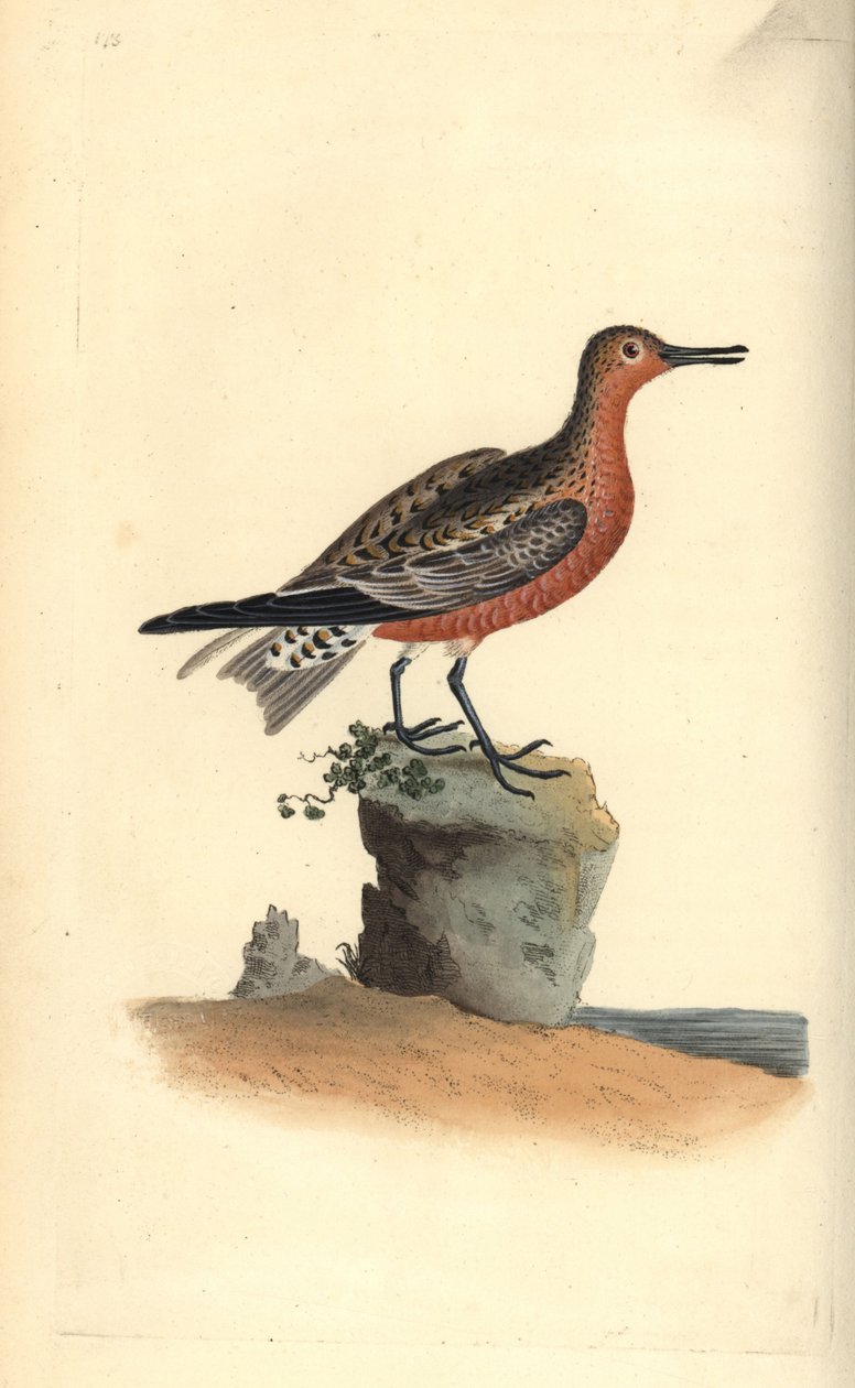 Röd knut, Calidris canutus. Handfärgad kopparplåt ritad och graverad av Edward Donovan från hans egen "Natural History of British Birds", London av Edward Donovan