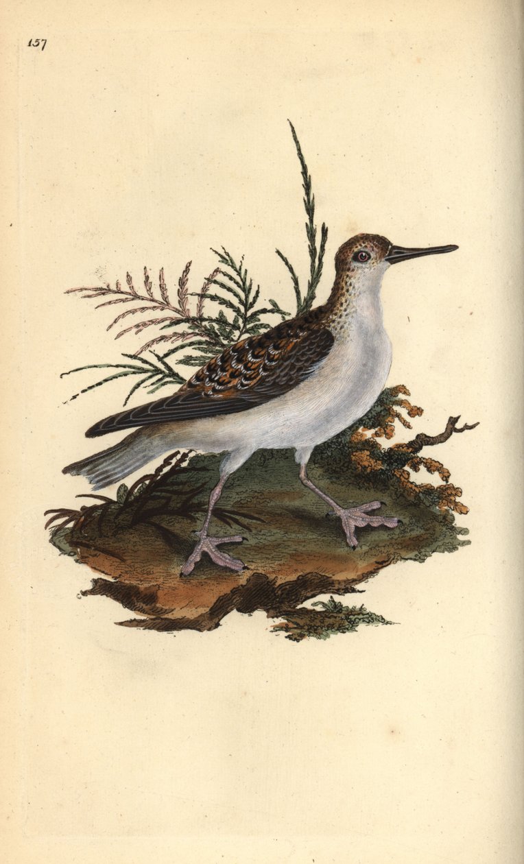 Röd phalarope, Phalaropus fulicarius. Handfärgad kopparplåt ritad och graverad av Edward Donovan från hans egen "Natural History of British Birds", London av Edward Donovan