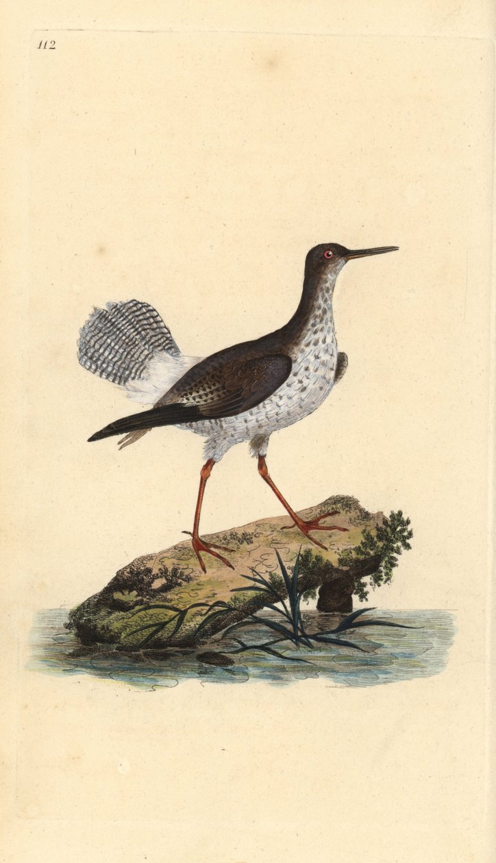 Röd skaft, Tringa totanus. Handfärgad kopparplåt ritad och graverad av Edward Donovan från hans egen "Natural History of British Birds", London av Edward Donovan