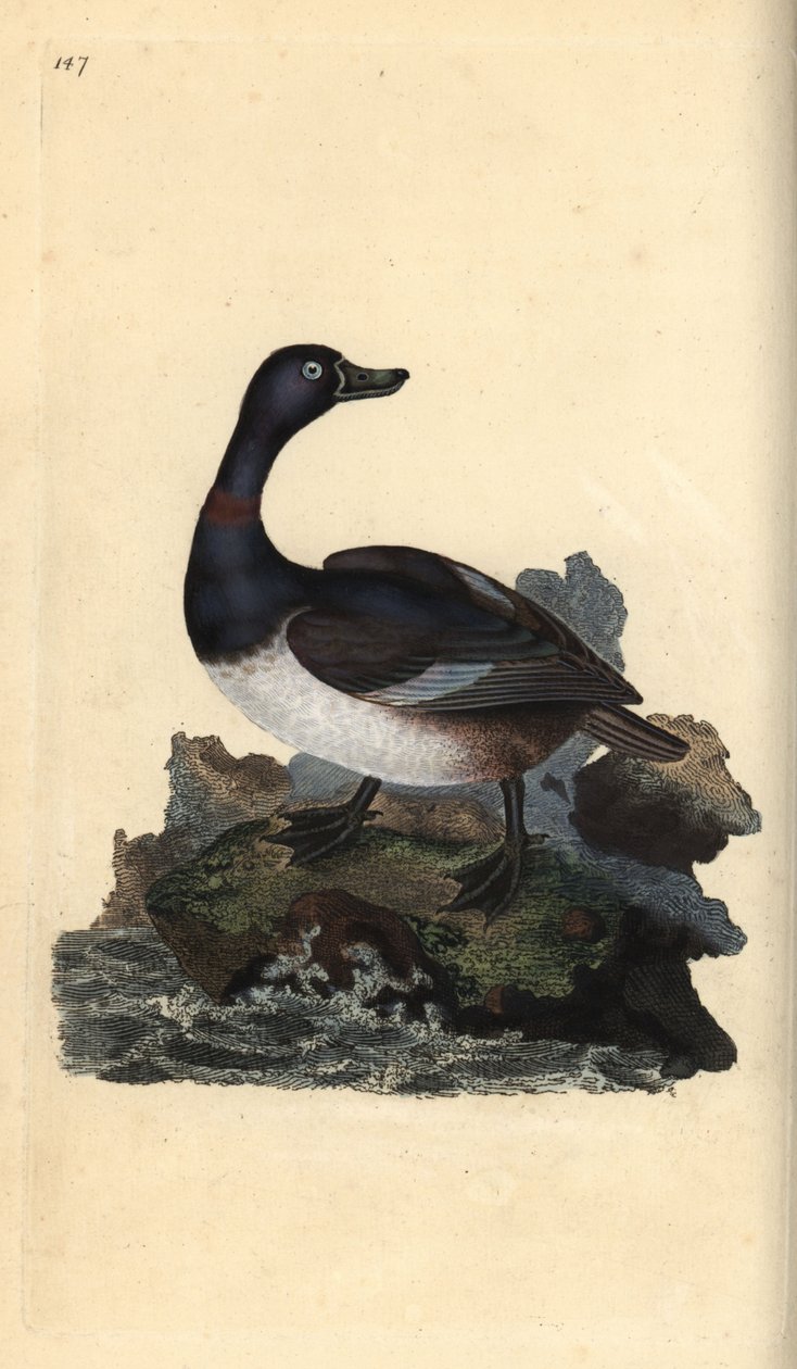 Ringhalsad anka, Aythya collaris. Handfärgad kopparplåt ritad och graverad av Edward Donovan från hans egen "Natural History of British Birds", London av Edward Donovan