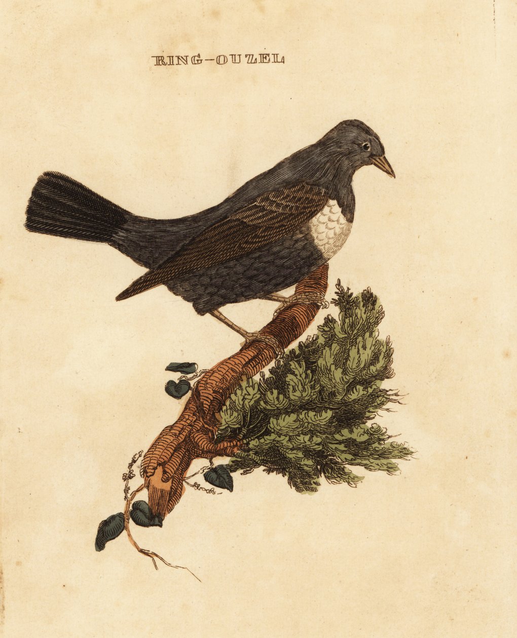 Ringouzel, Turdus torquatus av Edward Donovan
