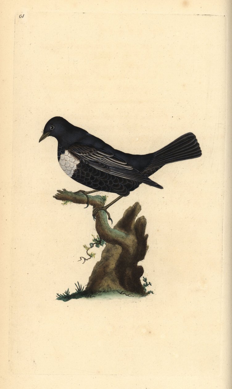 Ringouzel, Turdus torquatus. Handfärgad kopparplåt ritad och graverad av Edward Donovan från hans egen "Natural History of British Birds", London av Edward Donovan