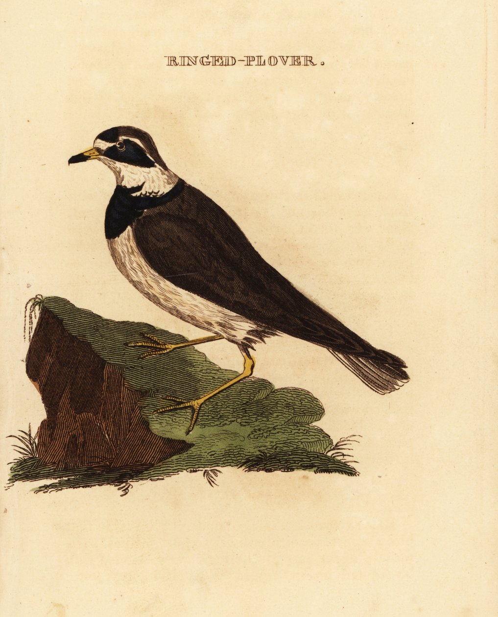 Ringpipare, Charadrius hiaticula av Edward Donovan