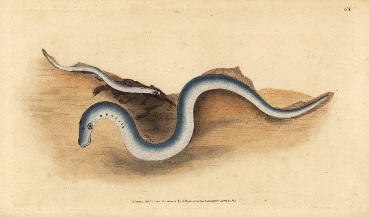 Flodnöga, Lampetra fluviatilis (Lampern eller mindre lamprey, Petromyzon fluviatilis). Handfärgad kopparplåt ritad och graverad av Edward Donovan från hans Natural History of British Fishes, Donovan och F.C. och J. Rivington, London av Edward Donovan