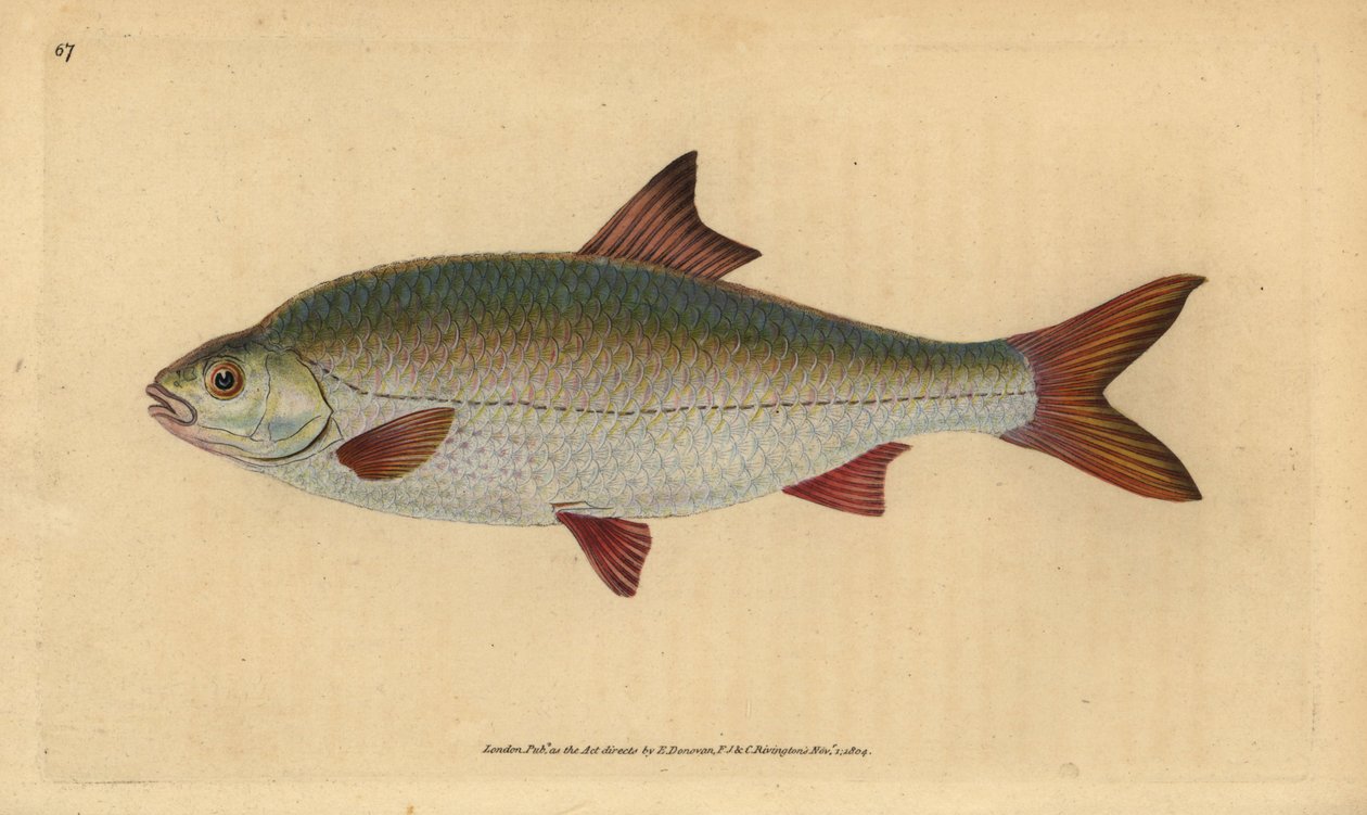 Roach, Rutilus rutilus (Cyprinus ritulus). Håndfarvet kobberplade tegnet og indgraveret af Edward Donovan fra hans Natural History of British Fishes, Donovan og F.C. og J. Rivington, Londonswed av Edward Donovan