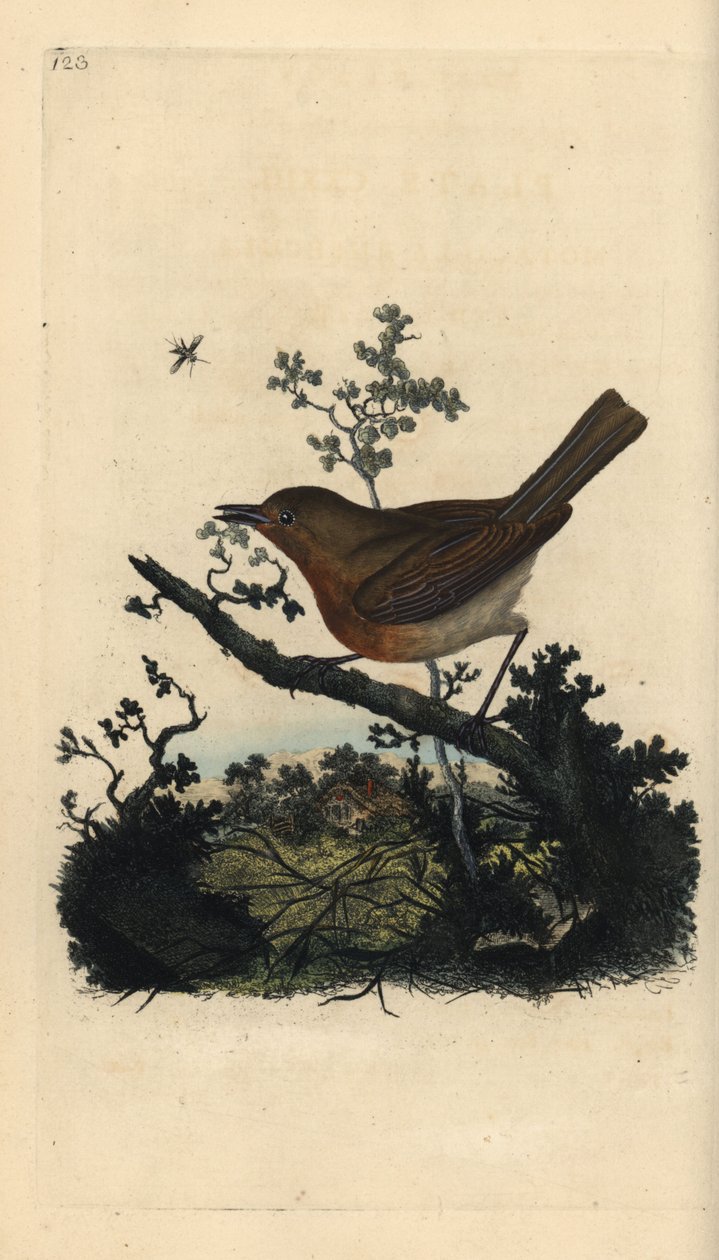 Robin redbreast, Erithacus rubecula. Handfärgad kopparplåt ritad och graverad av Edward Donovan från hans egen "Natural History of British Birds", London av Edward Donovan
