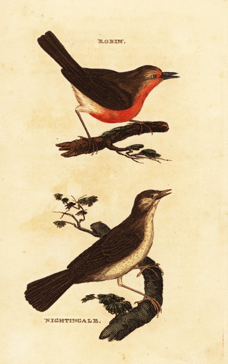 Robin redbreast, Erithacus rubecula och näktergal, näktergal megarhynchos av Edward Donovan