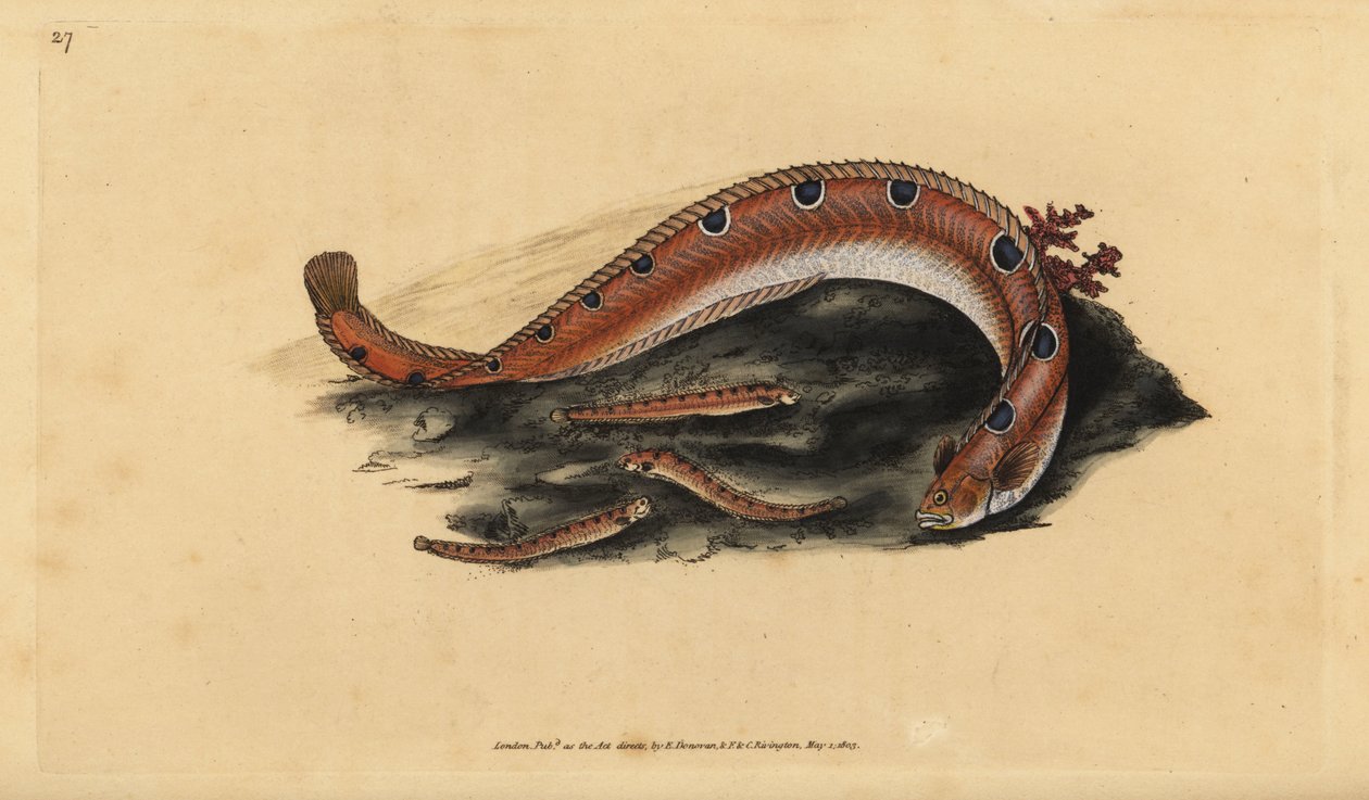 Rock gunnel, Pholis gunnellus (Fläckig blenny eller smörfisk, Blennius gunnellus). Handkolorerat kopparstick tecknat och graverat av Edward Donovan från hans Natural History of British Fishes, Donovan and F.C. and J. Rivington, London. av Edward Donovan