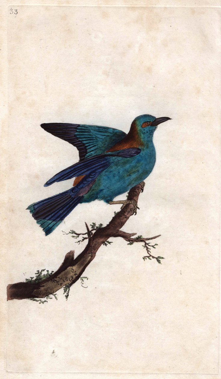 Roller of Europe. Coracias garrula (Coracias garrula). Kopparstick av Edward Donovan (1768-1837), publicerad i Natural History of British Birds, London av Edward Donovan