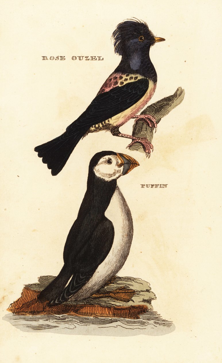 Rosenstare, Pastor roseus och atlantisk lunnefågel, Fratercula arctica av Edward Donovan
