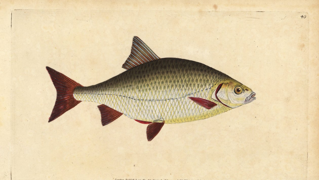 Rudd, Scardinius erythrophthalmus (Röda ögon, Cyprinus erythrophthalmus). Handfärgad kopparplåt ritad och graverad av Edward Donovan från hans Natural History of British Fishes, Donovan och F.C. och J. Rivington, London av Edward Donovan