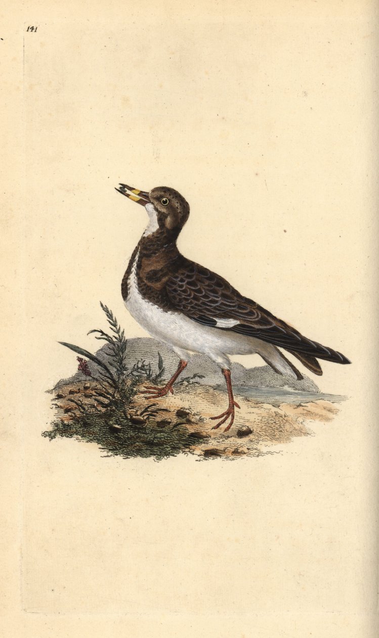 Ruddy turnstone, Arenaria interpres. Handfärgad kopparplåt ritad och graverad av Edward Donovan från hans egen "Natural History of British Birds", London av Edward Donovan