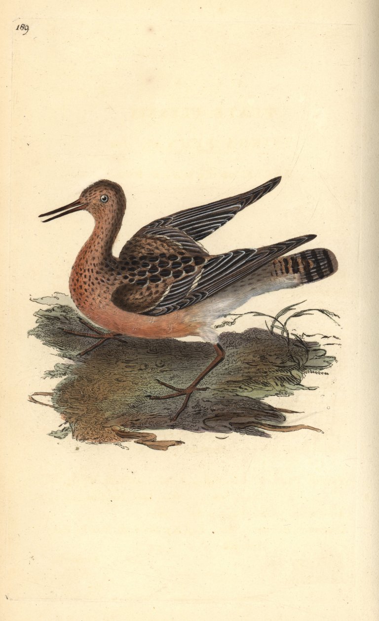 Ruff, Philomachus pugnax, hona. Handfärgad kopparplåt ritad och graverad av Edward Donovan från hans egen "Natural History of British Birds", London av Edward Donovan