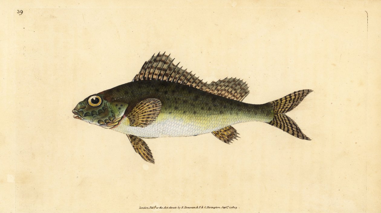 Ruffe, Gymnocephalus cernua (Perca cernua). Handfärgad kopparplåt ritad och graverad av Edward Donovan från hans Natural History of British Fishes, Donovan och F.C. och J. Rivington, London av Edward Donovan