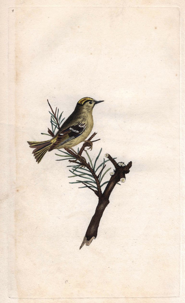 Ruppe kung. Regulus regulus (Motacilla regulus). Kopparstick av Edward Donovan (1768-1837), publicerad i Natural History of British Birds, London av Edward Donovan