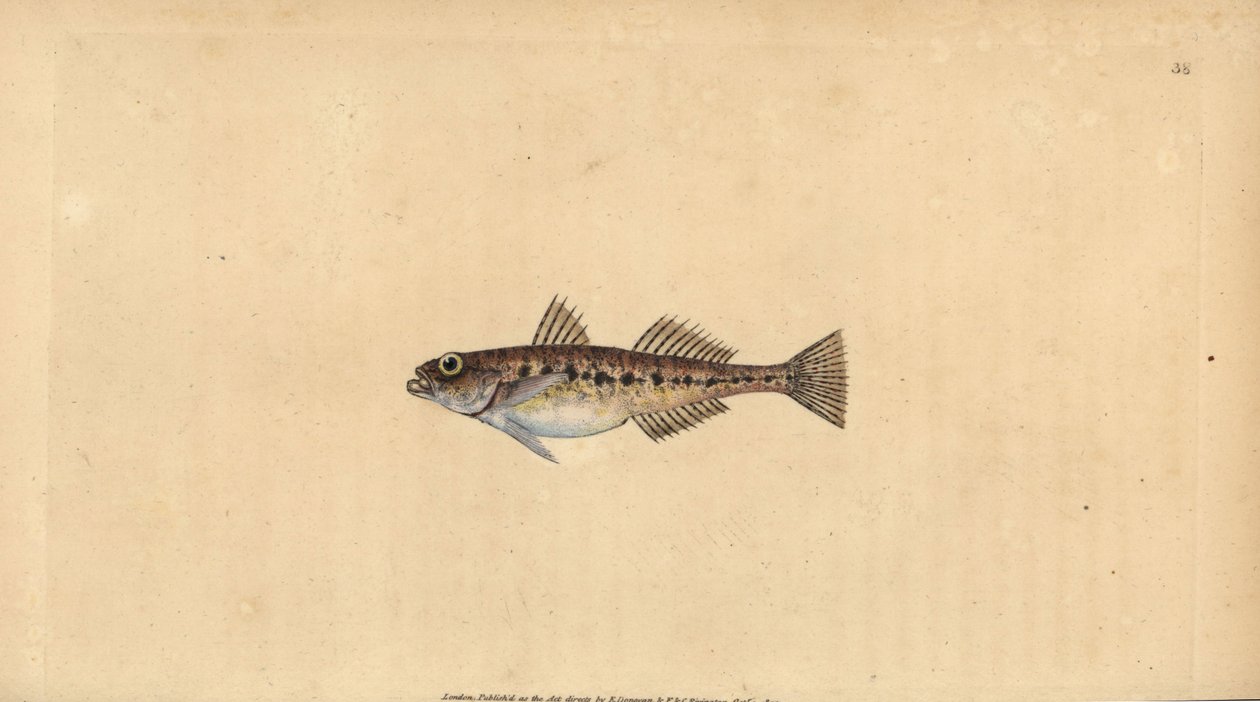 Sanddubba, Pomatoschistus minutus (fläckig goby, Gobius minutus). Handfärgad kopparplåt ritad och graverad av Edward Donovan från hans Natural History of British Fishes, Donovan och F.C. och J. Rivington, London av Edward Donovan