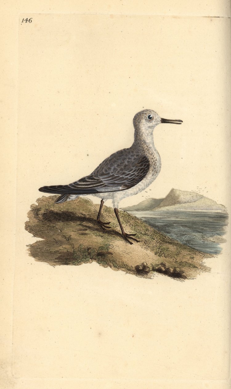 Sanderling, Calidris alba. Handfärgad kopparplåt ritad och graverad av Edward Donovan från hans egen "Natural History of British Birds", London av Edward Donovan