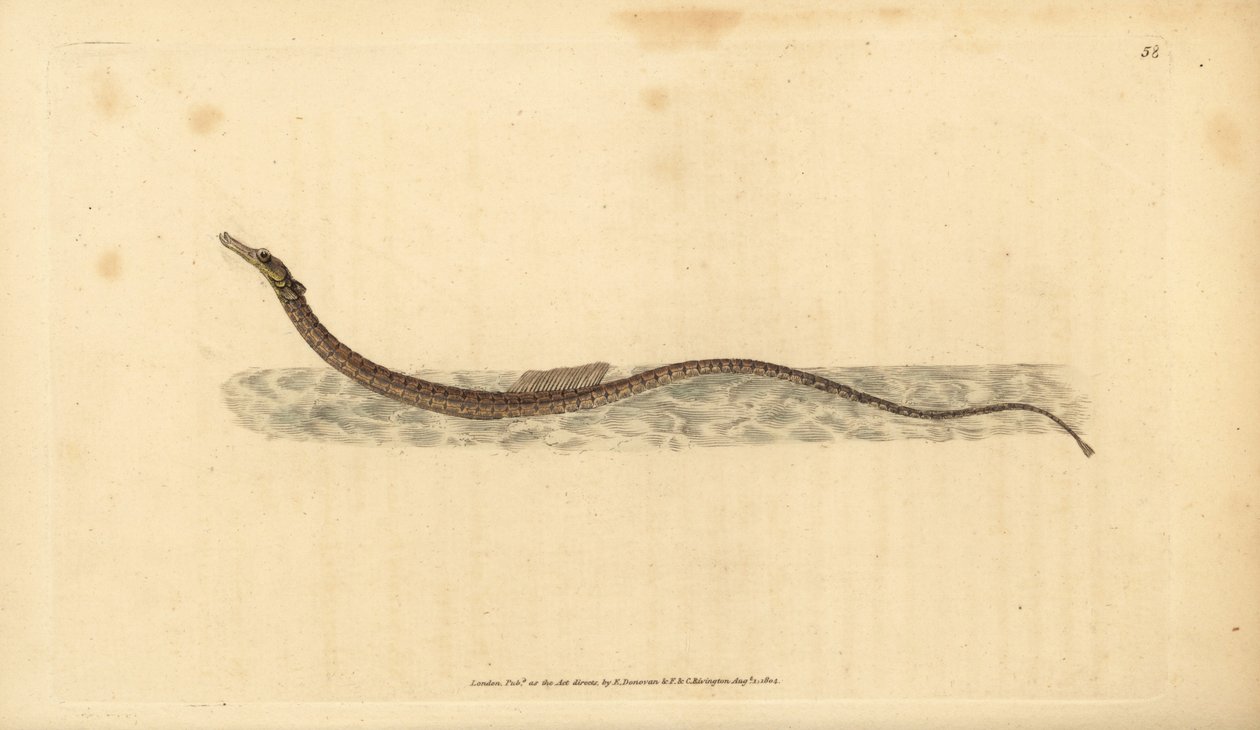 Sargassum pipefish eller pelagisk pipefish. Handfärgad kopparplåt ritad och graverad av Edward Donovan från hans Natural History of British Fishes, Donovan och F.C. och J. Rivington, London av Edward Donovan