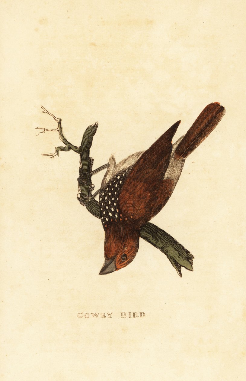 Fjällbröstad muna eller fläckig muna, Lonchura punctulata av Edward Donovan