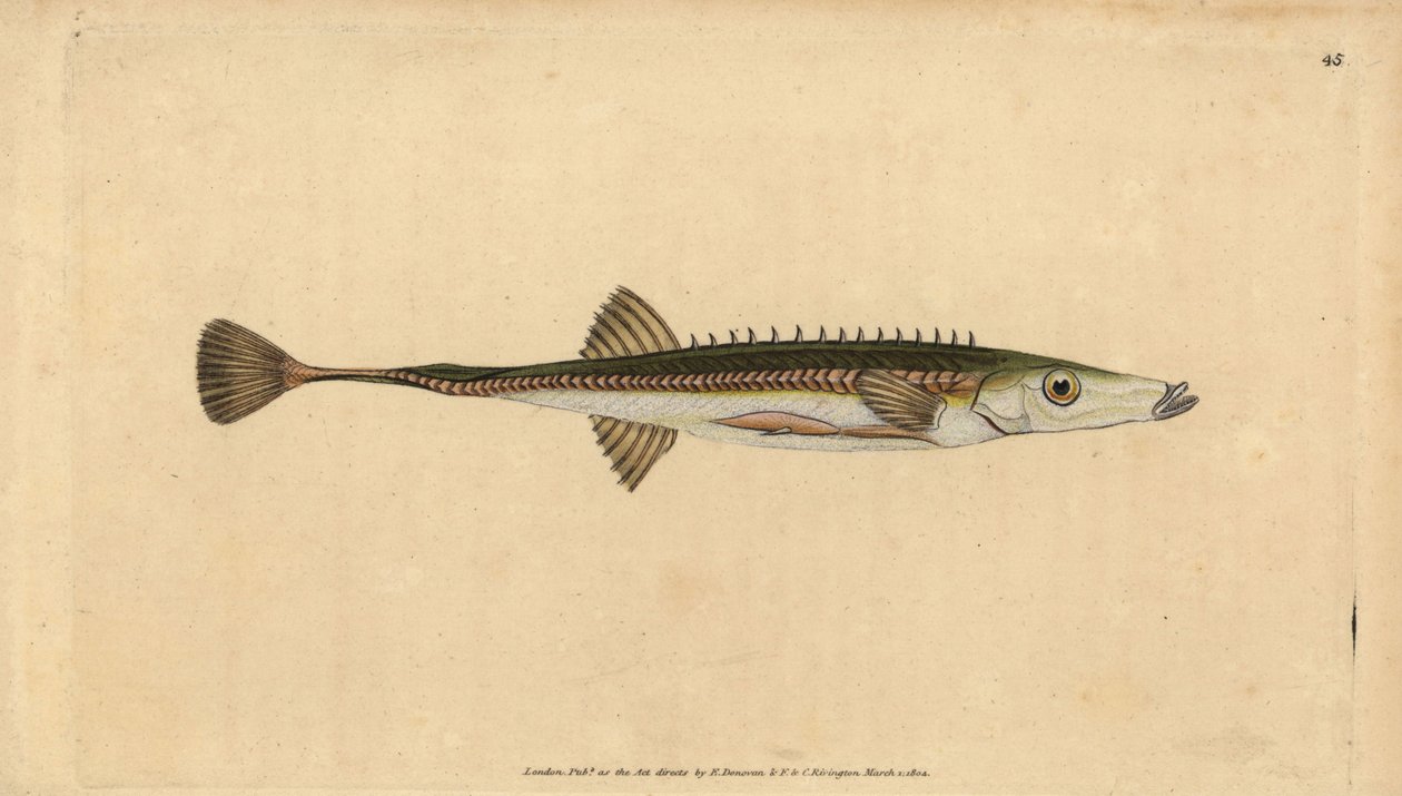 Havsstickleback, Spinachia spinachia (Femtonryggad stickleback, Gasterosteus spinachia). Handfärgad kopparplåt ritad och graverad av Edward Donovan från hans Natural History of British Fishes, Donovan och F.C. och J. Rivington, London av Edward Donovan