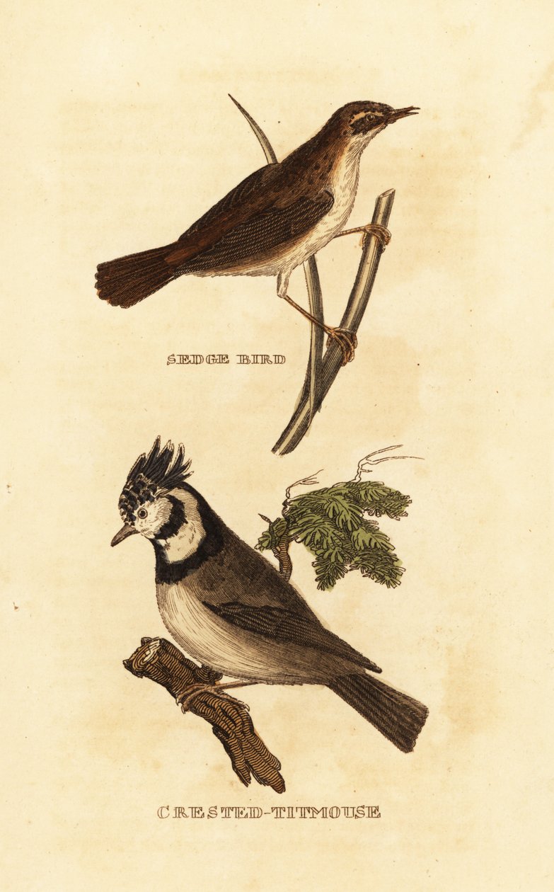 Hjärvsångare, Acrocephalus schoenobaenus och europeisk kammes, Lophophanes cristatus av Edward Donovan