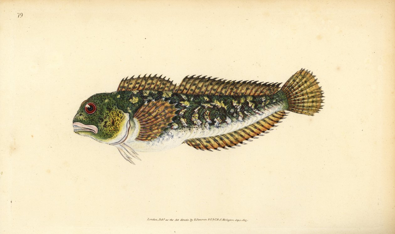 Shanny, Lipophrys pholis (Slät blenny, Blennius pholis). Handfärgad kopparplåt ritad och graverad av Edward Donovan från hans Natural History of British Fishes, Donovan och F.C. och J. Rivington, London av Edward Donovan