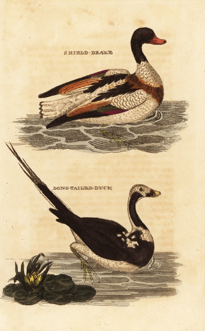 Shelduck, Tadorna tadorna och långstjärtand, Clangula hyemalis av Edward Donovan