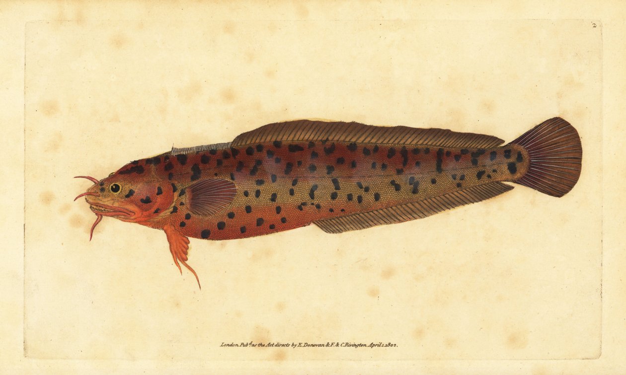 Strandgungling, Gaidropsarus mediterraneus (Treskäggig torsk eller gungling, Gadus tricirratus). Handfärgad kopparplåt ritad och graverad av Edward Donovan från hans Natural History of British Fishes, Donovan och F.C. och J. Rivington, London av Edward Donovan