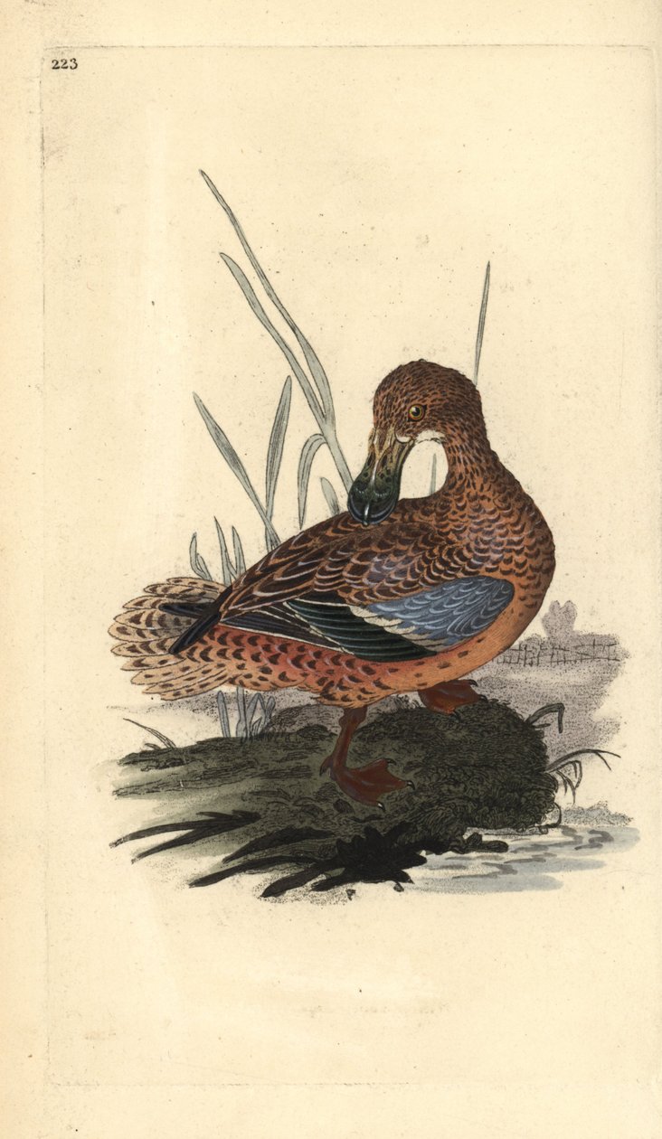 Shoveler anka (hona), Anas clypeata. Handfärgad kopparplåt ritad och graverad av Edward Donovan från hans egen "Natural History of British Birds", London av Edward Donovan