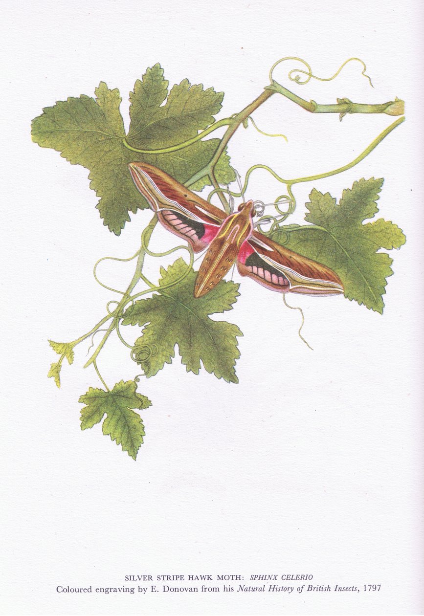 Silver Stripe Hawk Moth, Shinx Celerio, Nature in Britain publicerad av Collins, 1946 av Edward Donovan