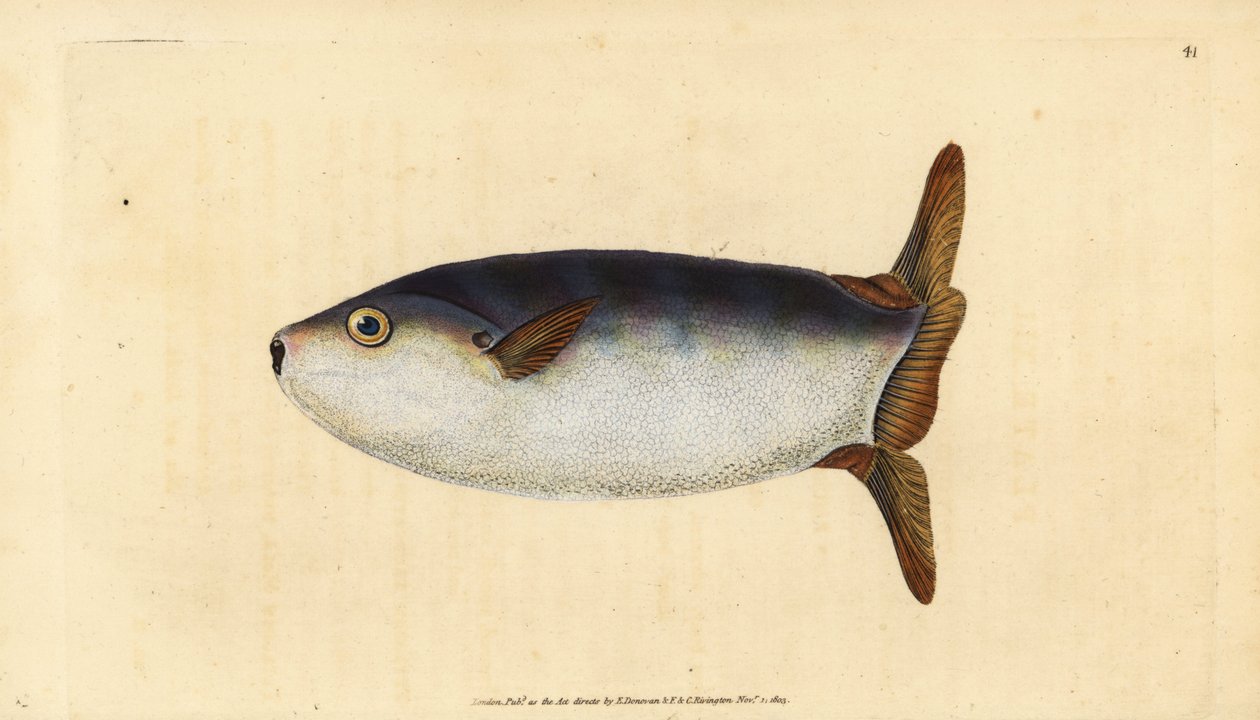 Smal solfisk, Ranzania laevis (Trunkerad solfisk, Tetrodon truncatus). Handfärgad kopparplåt ritad och graverad av Edward Donovan från hans Natural History of British Fishes, Donovan och F.C. och J. Rivington, London av Edward Donovan