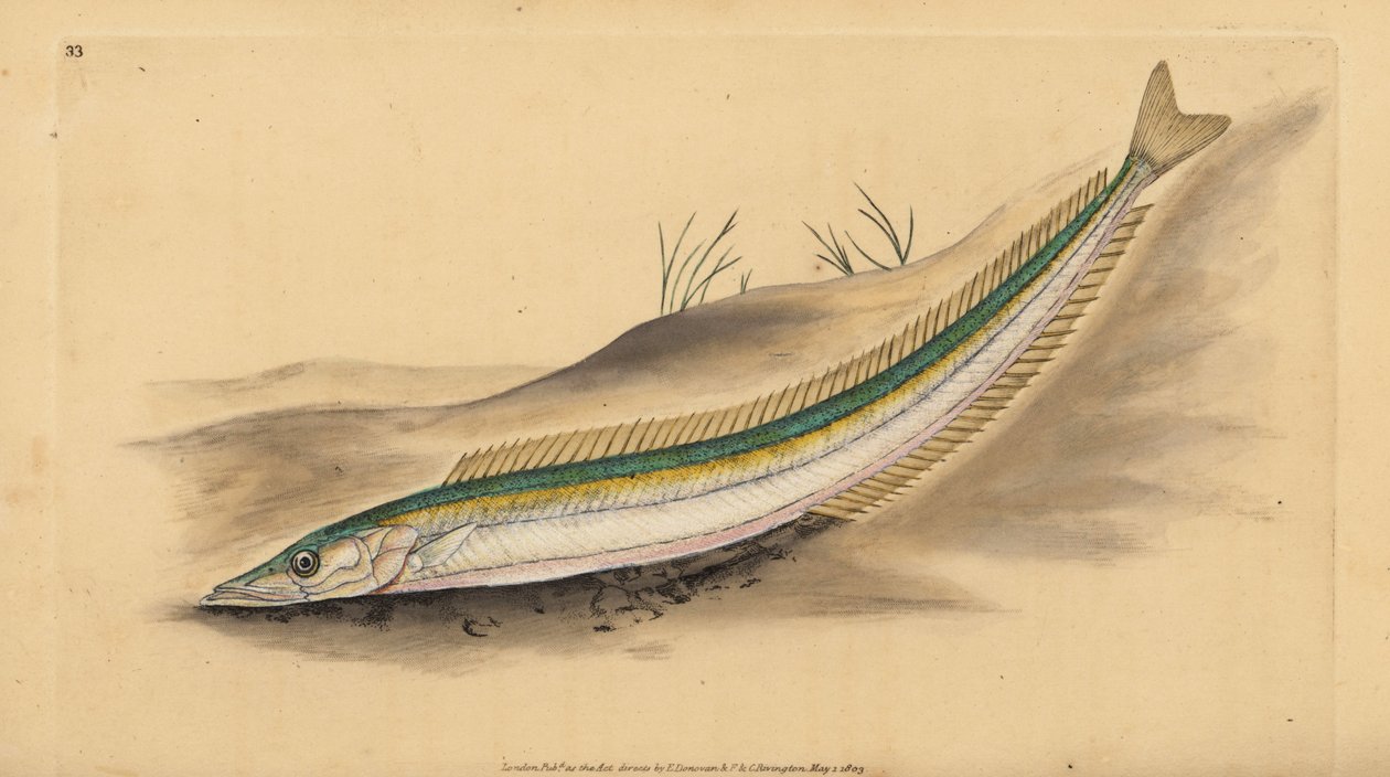 Liten tobis, tobis eller tobis, Ammodytes tobianus. Handfärgad kopparplåt ritad och graverad av Edward Donovan från hans Natural History of British Fishes, Donovan och F.C. och J. Rivington, London av Edward Donovan