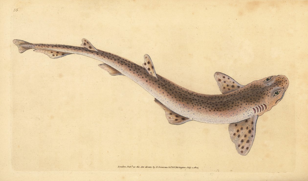 Liten prickhaj, Scyliorhinus canicula (Lesser spotted shark, Squalus catulus). Handfärgad kopparplåt ritad och graverad av Edward Donovan från hans Natural History of British Fishes, Donovan och F.C. och J. Rivington, London av Edward Donovan