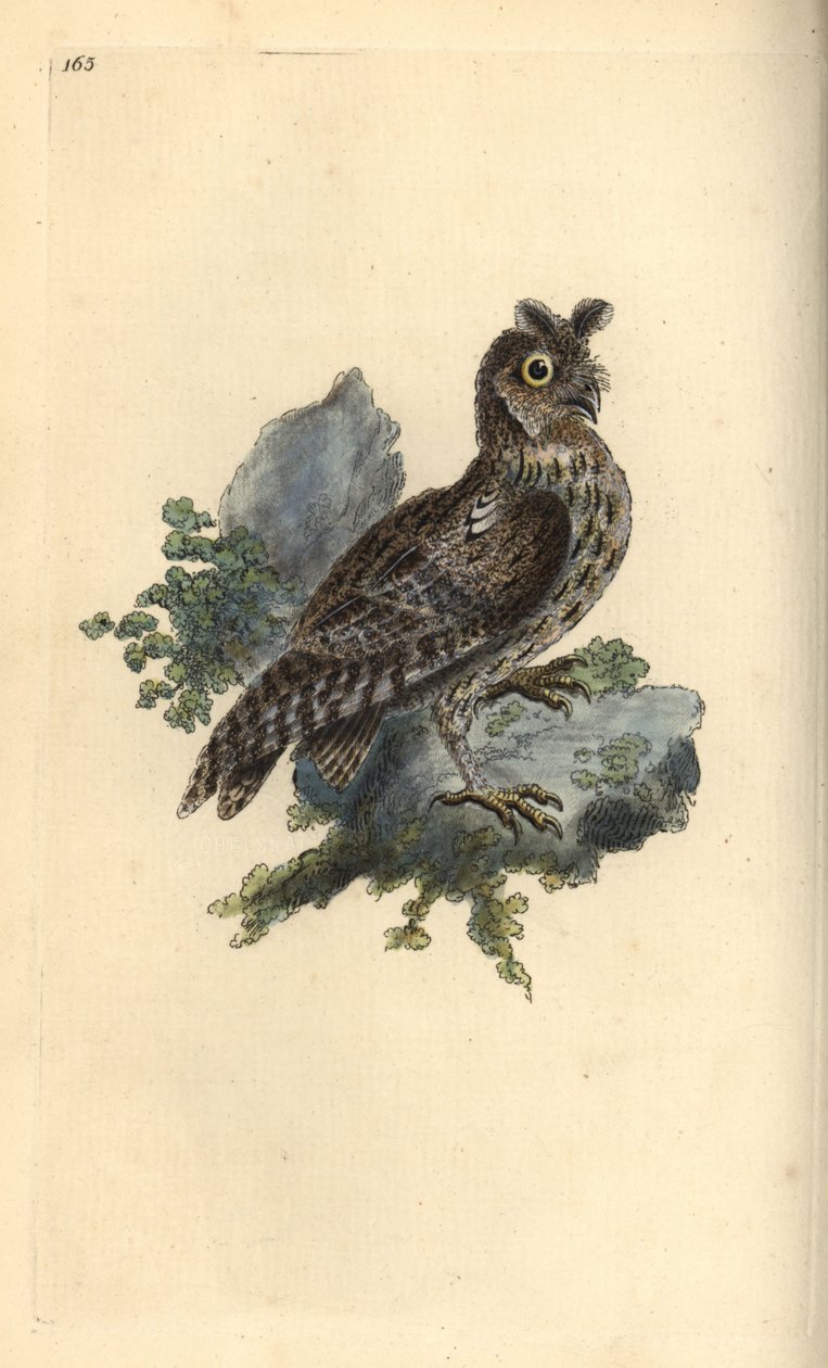 Mindre penna eller sibirisk öronuggla, Strix pulchella. (Scops owl, Otus scops?) Handfärgad kopparplåt ritad och graverad av Edward Donovan från hans egen "Natural History of British Birds", London av Edward Donovan