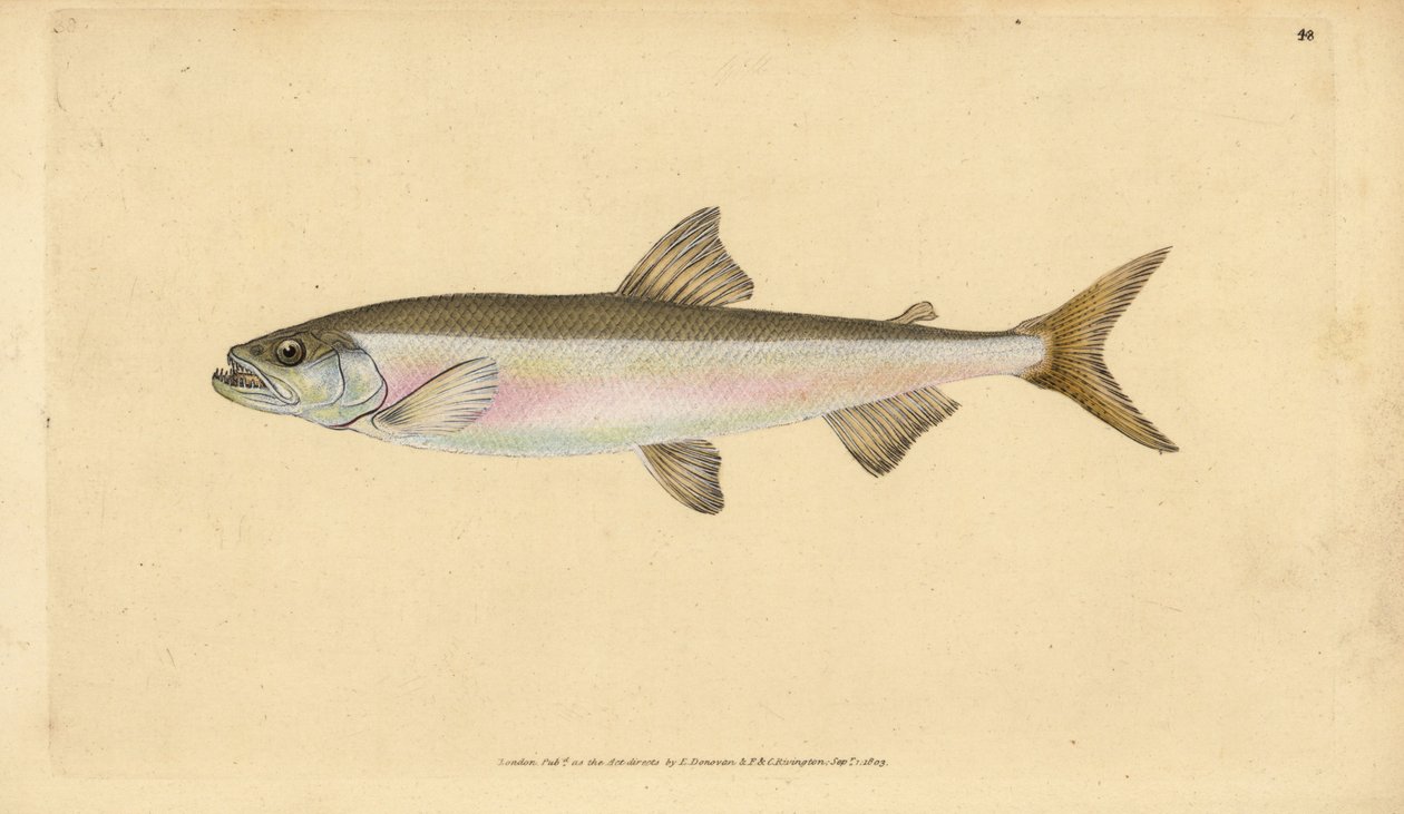 Smält, Osmerus eperlanus (Salmo eperlanus). Handfärgad kopparplåt ritad och graverad av Edward Donovan från hans Natural History of British Fishes, Donovan och F.C. och J. Rivington, London av Edward Donovan