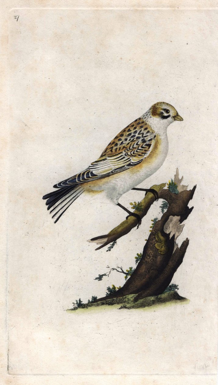 Snösparv. Plectrophenax nivalis (Emberiza nivalis). Kopparstick av Edward Donovan (1768-1837), publicerad i Histoire naturelle des oiseaux britanniques, London av Edward Donovan