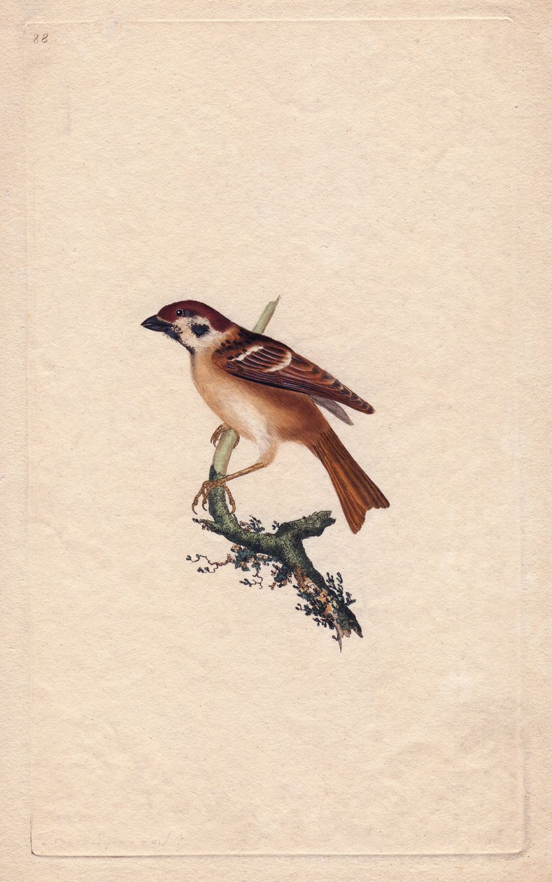 Sparv. Pass montanus. Kopparstick av Edward Donovan (1768-1837), publicerat i Histoire naturelle des oiseaux britanniques, London. av Edward Donovan